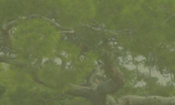 ciu-monumental-pine-tree-webB